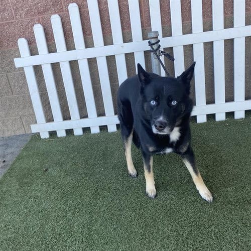 Photo of Maverick, adoptable Siberian Husky in Modesto, California