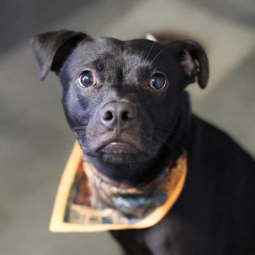 Photo of Sweet Boy, adoptable American Staffordshire Terrier in San Antonio, Texas