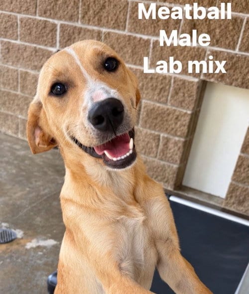 Photo of Meatball, adoptable Labrador Retriever in Burnsville, North Carolina
