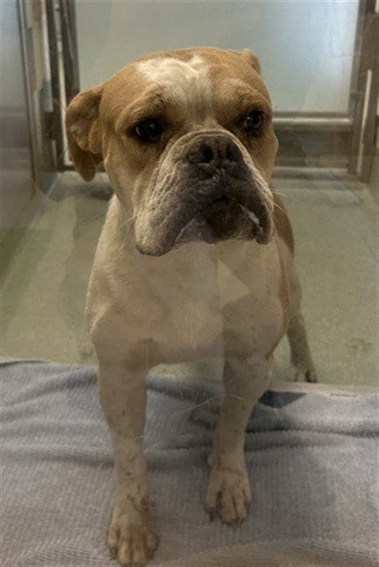 Photo of Yogi, adoptable Boxer in Plano, Texas