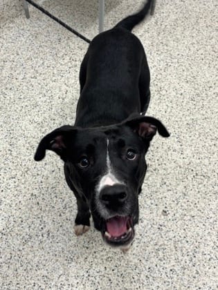 Photo of Duke, adoptable dog in Atlanta, Georgia
