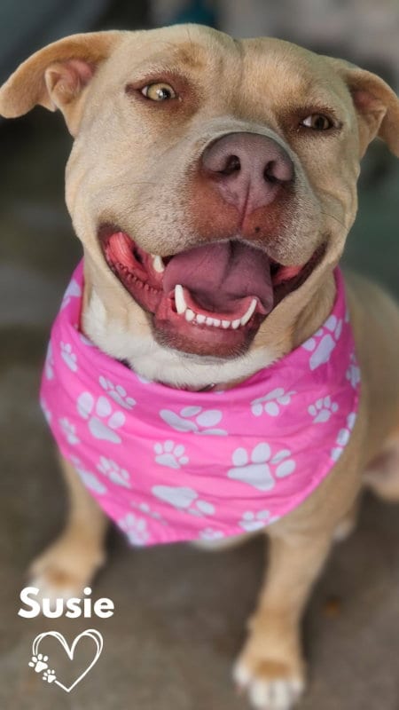 Photo of Susie, adoptable Pit Bull Terrier in Monte Vista, Colorado