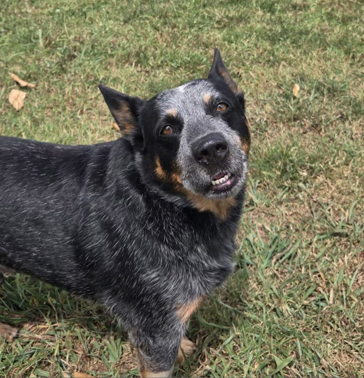 Photo of Clark, adoptable Australian Cattle Dog in Bedminster, New Jersey