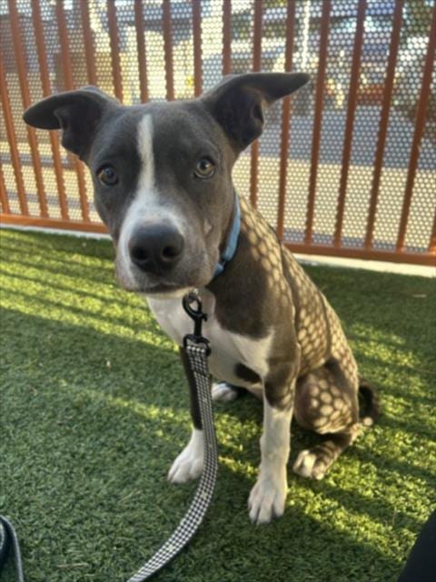 Photo of Marigold, adoptable Pit Bull Terrier in Las Vegas, Nevada