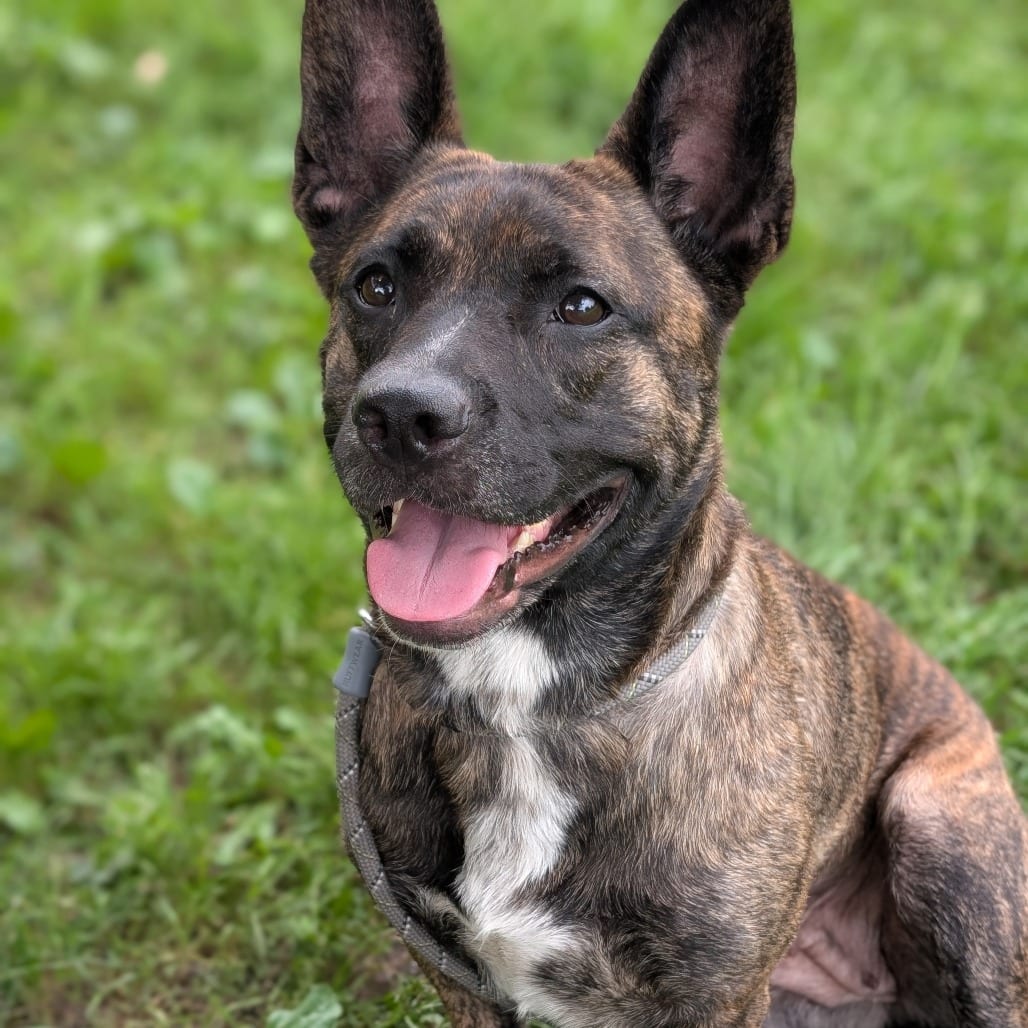 Photo of Darby, adoptable Retriever, Labrador / Mix in Riverwoods, Illinois