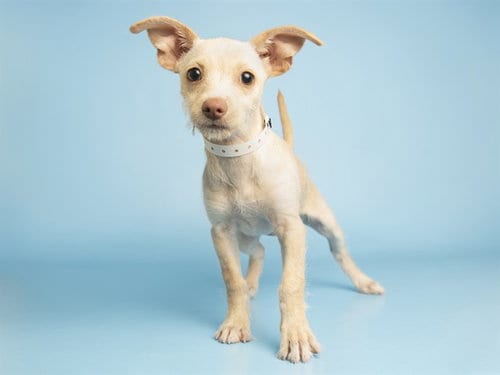 Photo of Tandy, adoptable Chihuahua in Phoenix, Arizona
