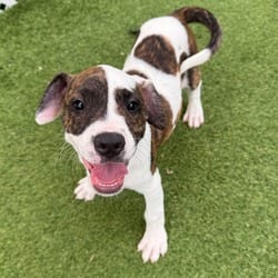 Photo of Jolly 5432, adoptable Terrier (Unknown Type, Medium) in Loxahatchee, Florida