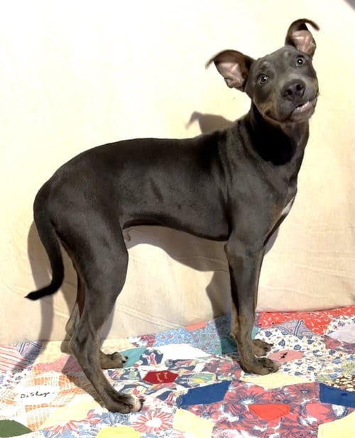 Photo of Coleslaw, adoptable Terrier in Wetumpka, Alabama