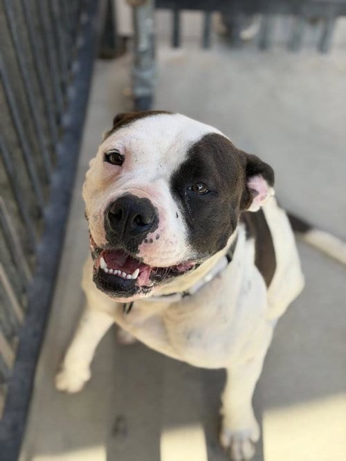 Photo of Topanga, adoptable Pit Bull Terrier in Lompoc, California
