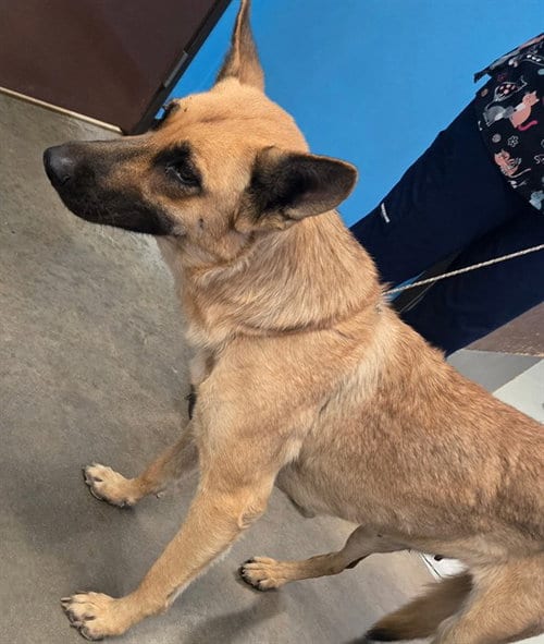 Photo of A171089, adoptable Belgian Shepherd Malinois in Bakersfield, California