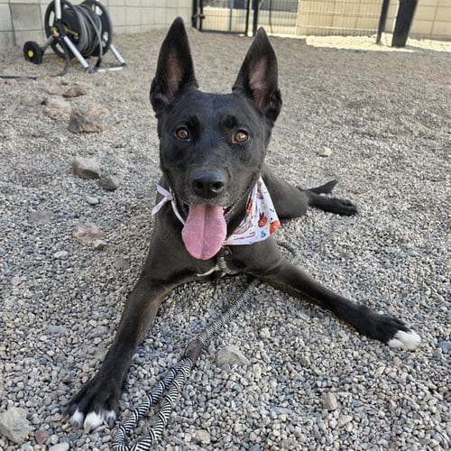 Photo of Pepper Jack, adoptable Dutch Shepherd in Mesa, Arizona