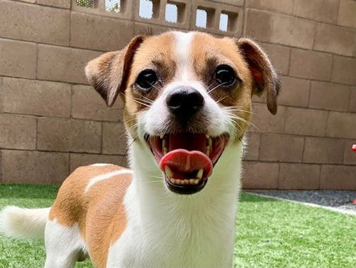 Photo of Roscoe, adoptable Chihuahua in Moreno Valley, California