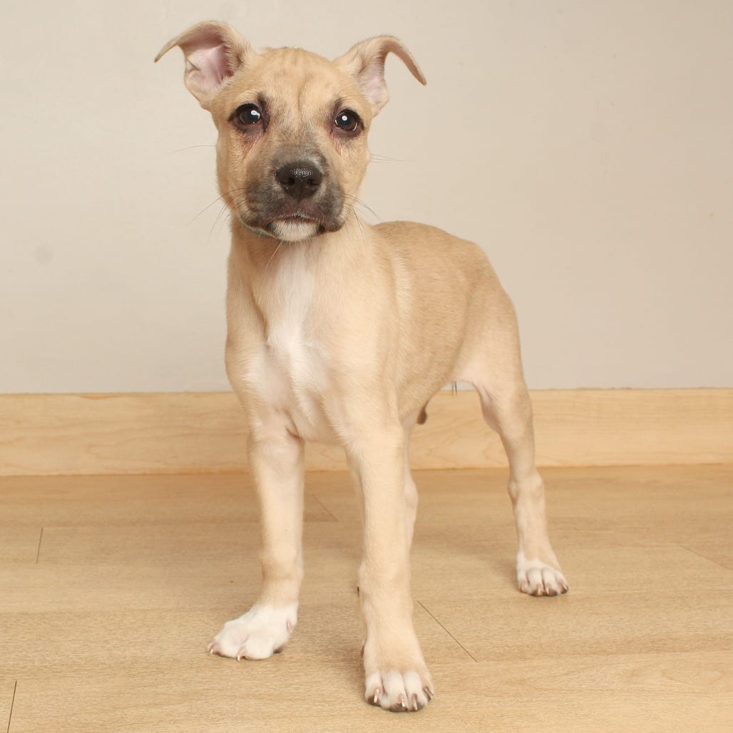 Photo of Fuji D71160, adoptable Terrier, American Pit Bull / Shepherd in Minnesota, Minnesota