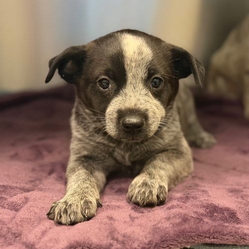 Photo of Hermione, adoptable Australian Cattle Dog/Blue Heeler in Canton, Connecticut