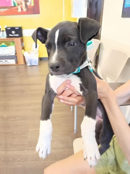 Photo of Georgia Peach, adoptable dog in Atlanta, Georgia