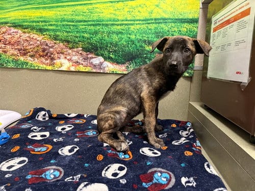 Photo of A554035, adoptable German Shepherd Dog in Moreno Valley, California