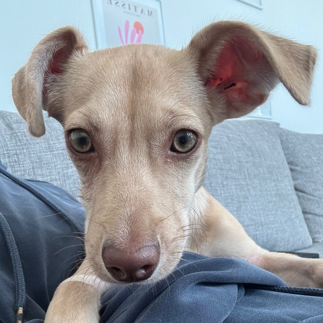Photo of Calvin, adoptable Chihuahua / Mixed Breed (Small) in San Francisco, California