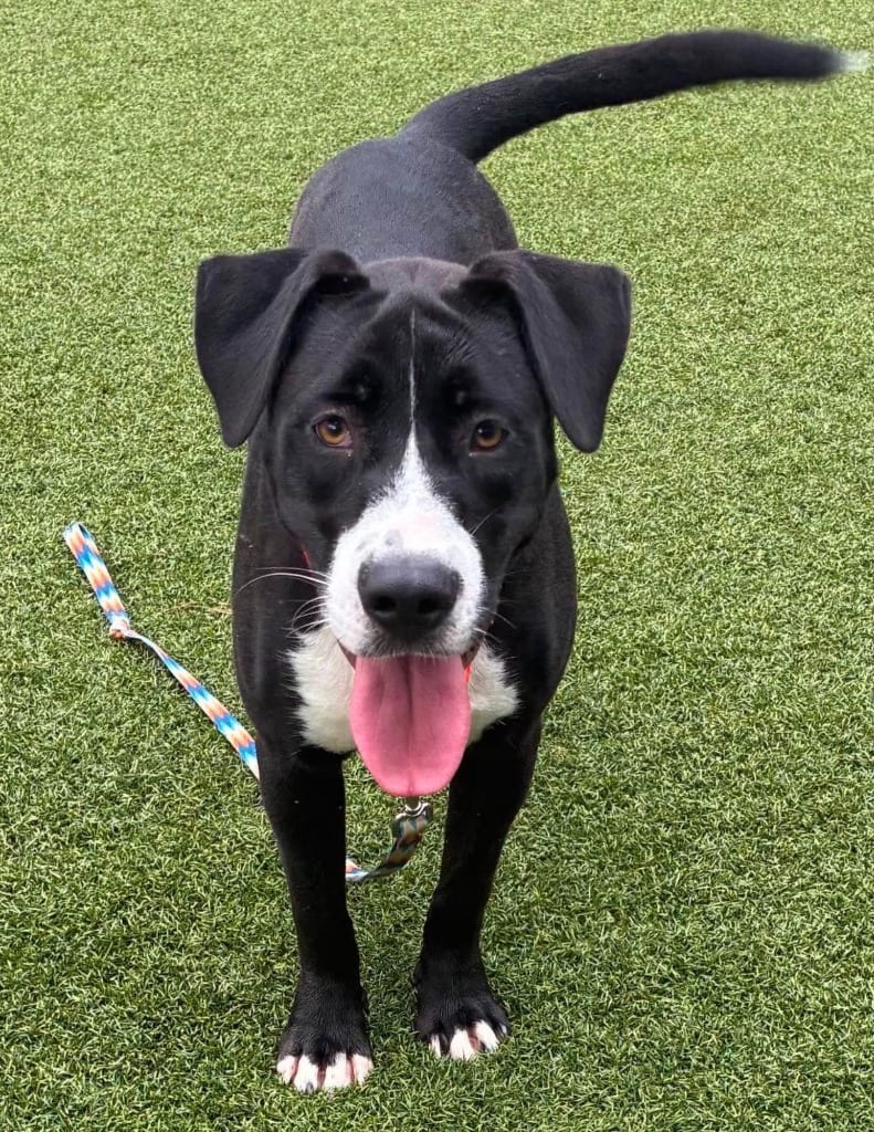 Photo of Wally, adoptable Pit Bull Terrier in Hartsville, South Carolina