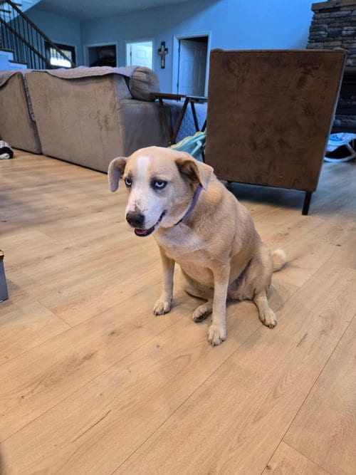 Photo of Dasiy, adoptable Unknown breed (short coat) in Stratham, New Hampshire