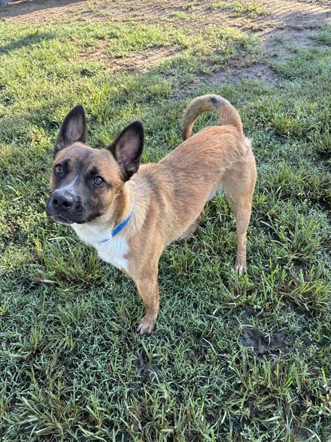 Photo of Gooby, adoptable Australian Cattle Dog/Blue Heeler in Riverside, California