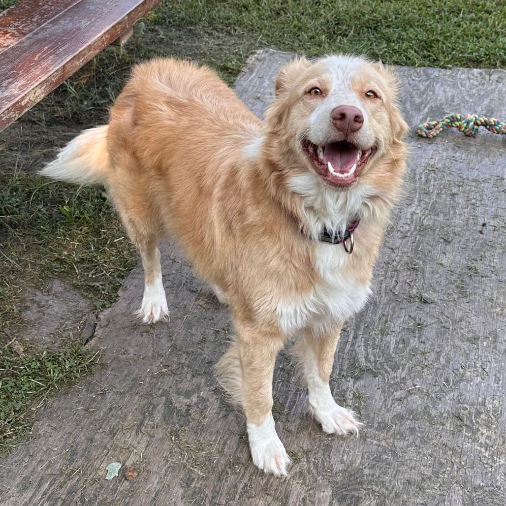 Photo of Missy, adoptable Shepherd, Australian / Mix in Chesapeake, Virginia