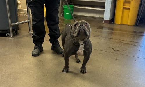 Photo of Gumbo, adoptable Staffordshire Bull Terrier in Phoenix, Arizona