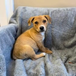 Photo of Roo, adoptable Mixed Breed (Medium) in Frederick, Maryland
