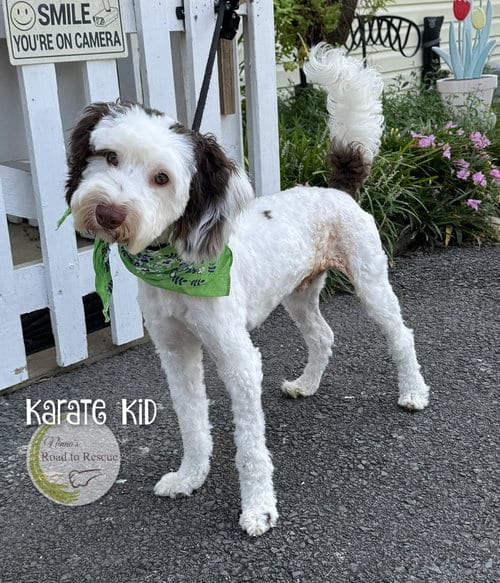 Photo of Karate Kid, adoptable Australian Shepherd in Benton, Louisiana