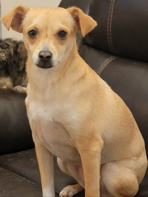 Photo of Pretty, adoptable Chihuahua in Visalia, California
