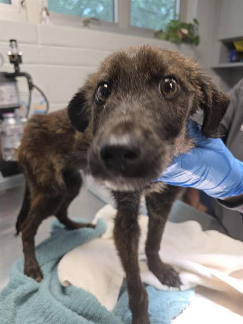 Photo of Popsicle, adoptable Hound in Tallahassee, Florida