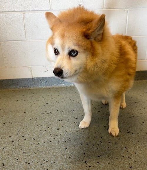 Photo of Hazel, adoptable Pomeranian in Wheaton, Illinois