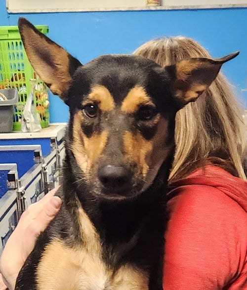 Photo of Sara, adoptable Manchester Terrier in Oakland Park, Florida