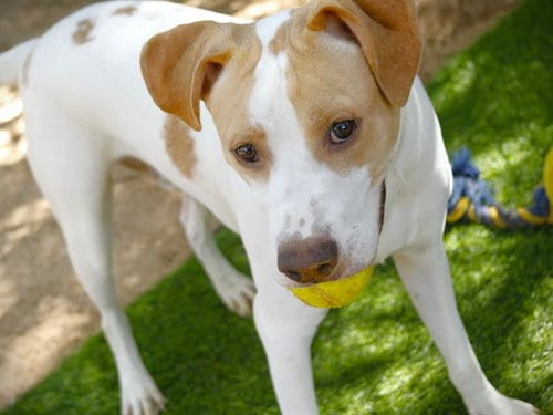 Photo of Sherman, adoptable Labrador Retriever in Tallahassee, Florida