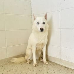 Photo of Dani 6204, adoptable American Eskimo Dog Mixed Breed (Medium) in Loxahatchee, Florida