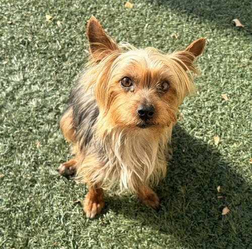 Photo of Skittles, adoptable Yorkshire Terrier Yorkie in Salinas, California