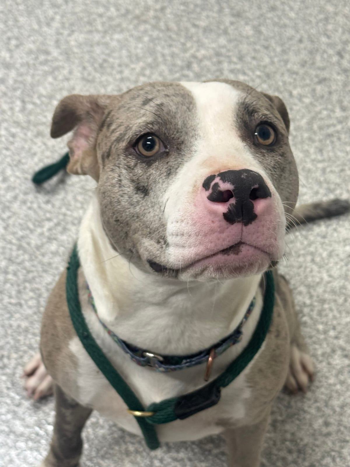 Photo of Alva, adoptable dog in Baltimore, Maryland