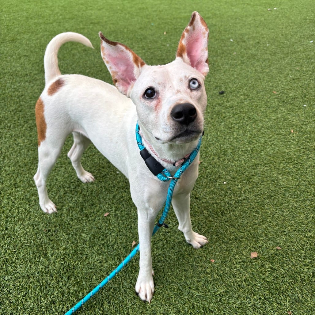 Photo of Charlotte, adoptable Mixed Breed (Medium) in Dayton, Ohio