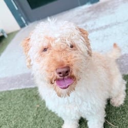 Photo of Prince T Challa 9231, adoptable Poodle (Miniature) Mixed Breed (Small) in Loxahatchee, Florida
