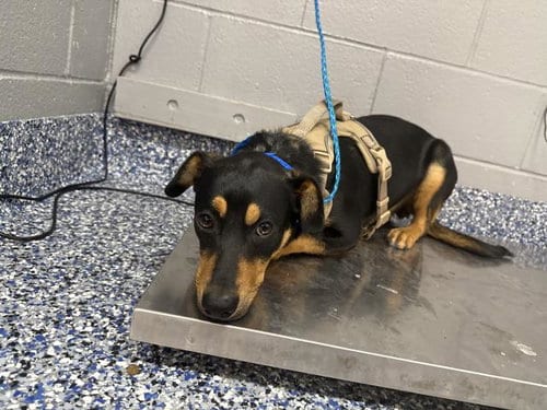 Photo of Alvin, adoptable Doberman Pinscher in Thousand Palms, California