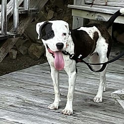 Photo of Scooter, adoptable American Bulldog in Norfolk, Massachusetts