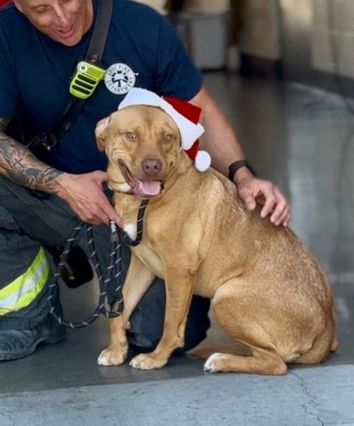 Photo of Brody, adoptable Labrador Retriever in Lodi, California