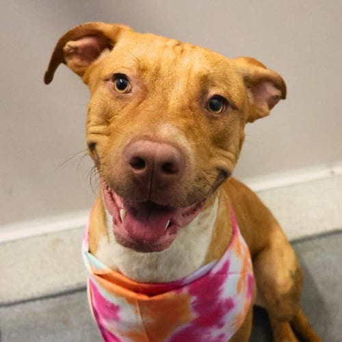 Photo of Luke, adoptable Labrador Retriever in San Antonio, Texas