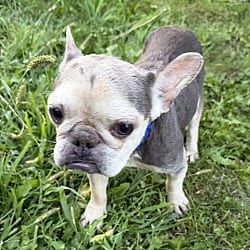 Photo of Kylie, adoptable French Bulldog in Yorkville, Illinois