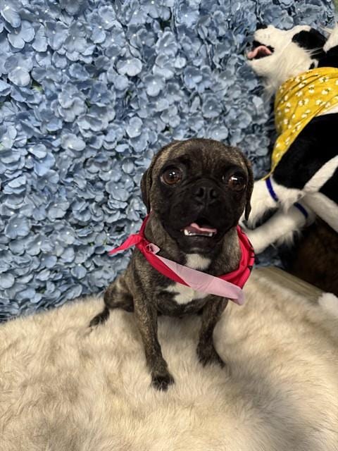 Photo of Misty, adoptable Pug in Bakersfield, California