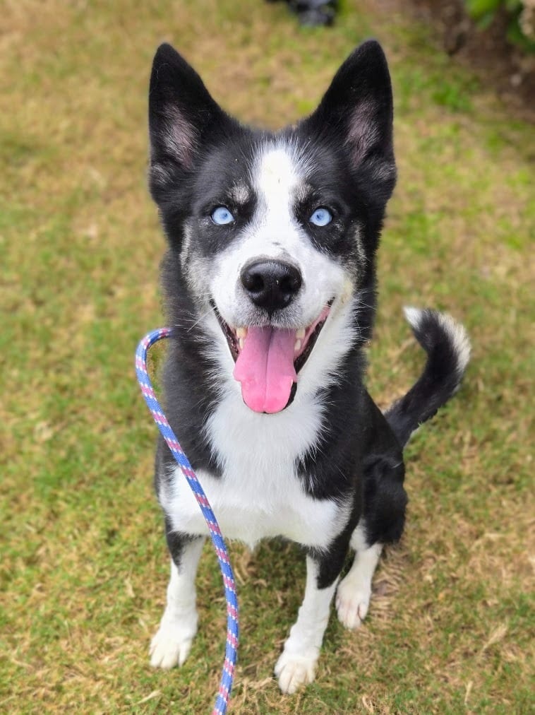 Photo of Aspen, adoptable Siberian Husky in Douglasville, Georgia