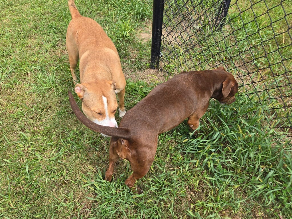 Photo of Lida-Bida, adoptable Mixed Breed in Douglasville, Georgia