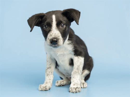 Photo of Willie D, adoptable Border Collie in Phoenix, Arizona