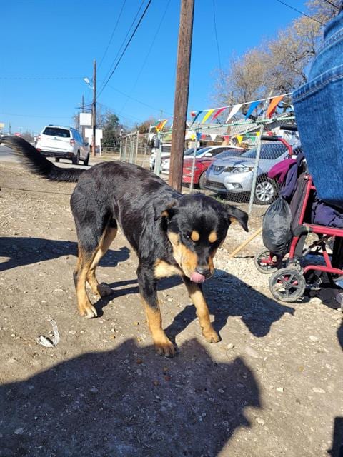 Photo of Duke, adoptable Rottweiler in San Antonio, Texas
