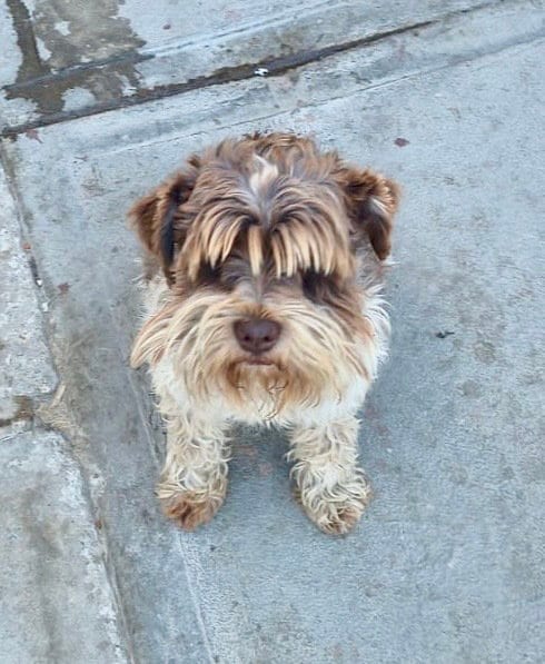 Photo of Theo, adoptable Miniature Schnauzer in San Diego, California