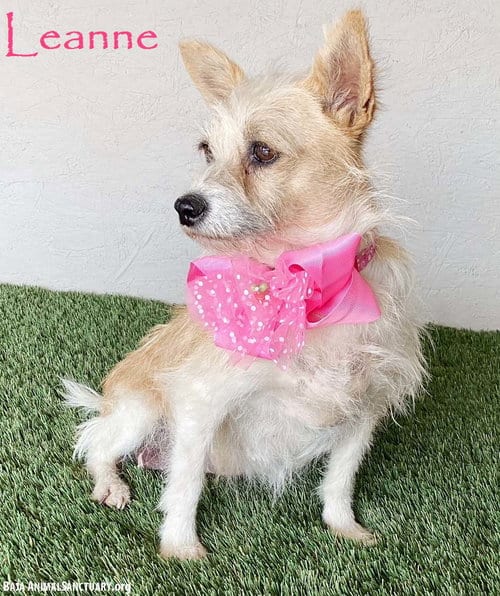 Photo of Leanne, adoptable Terrier in San Diego, California